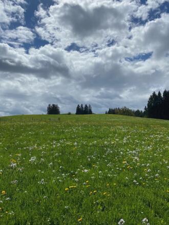 Allgäuer Frühlingswiese nördlich der Wachters Alpe mit Wiesenschaumkraut und Löwenzahn