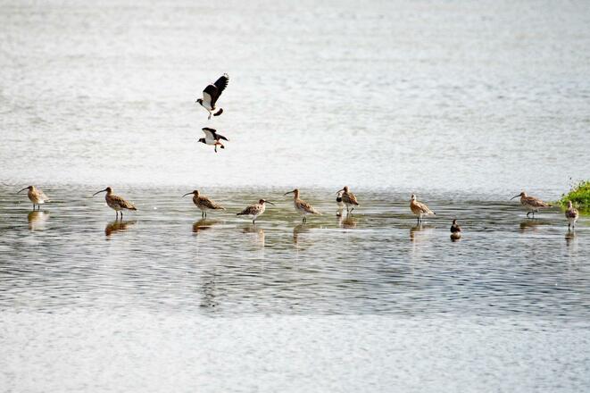 Kiebitze und Brachvögel auf den Schlickbänken