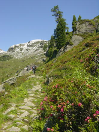 Almrosen am Weg