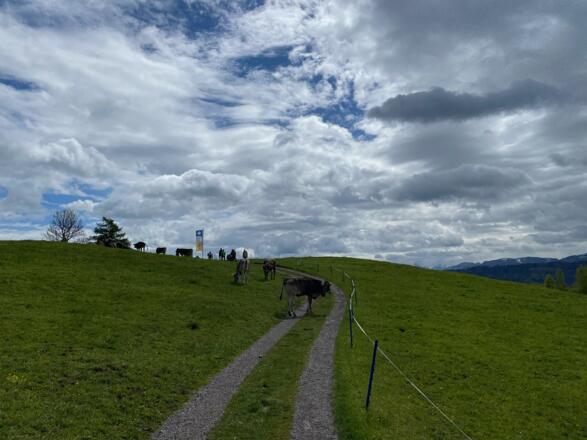Auf dem Weg zur Wachters Alpe - gleich geschafft!