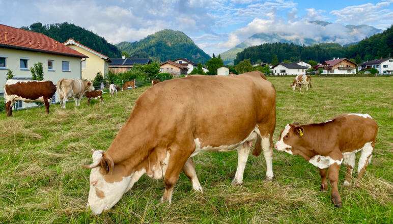 Kiefersfelden Schöffau Kuehe