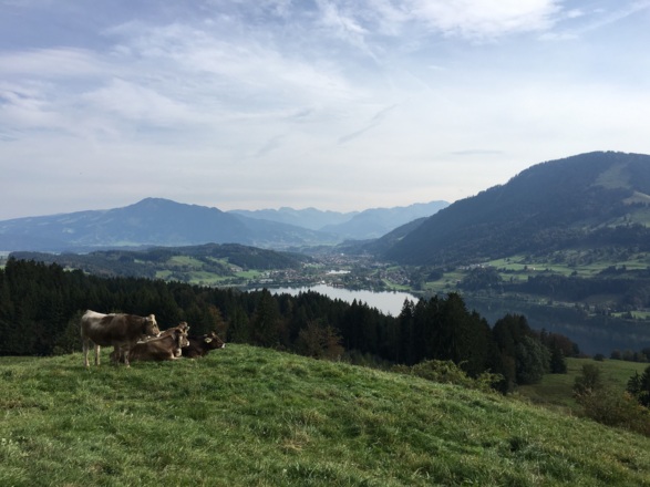 Blick bei der Siedelalpe auf Alpsee