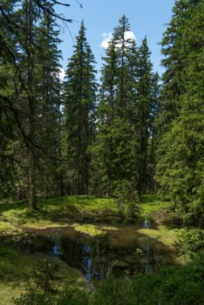 Waldteiche beim Maisereck in Saalbach