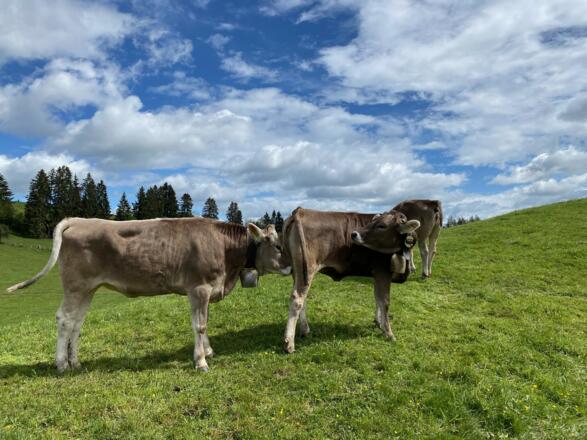 Das Allgäuer Braunvieh oder hier im Allgäu „Schumpe“ genannt (junge Allgäuer Rinder)