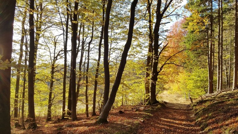 Weinstraße Kilianshof Herbst