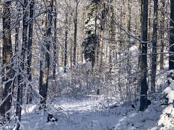 Den Wald riechen