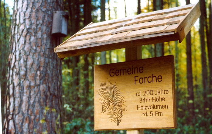 IGH-59 Baumriesenpfad Lindach bei Bernfsfelden - Infotafel