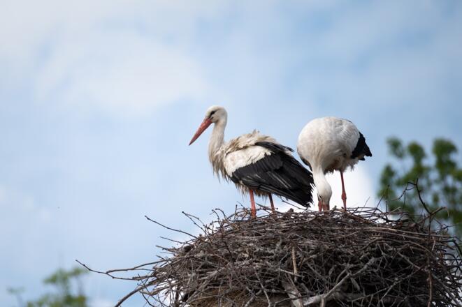 Störche im Ruggeller Riet