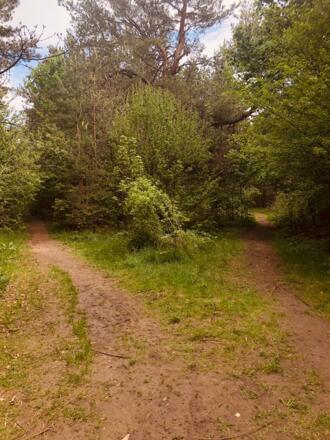 Weggabelung - beide Wege führen auf die Heide