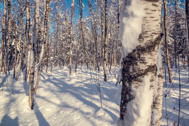 Winter im Ebener Moor
