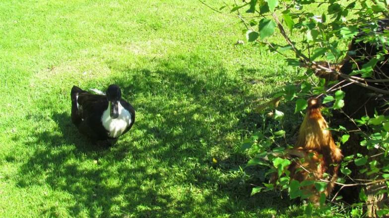 Ente und Hahn 16.15.55