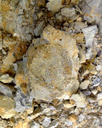 Fossilien im Geotop