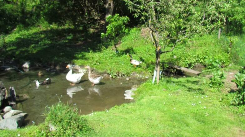 Enten und Gänse im Teich