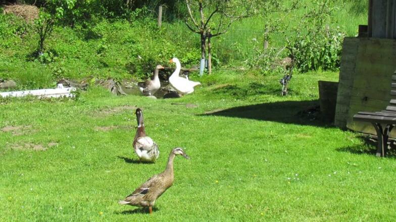 Enten und Gänse 16.11.06