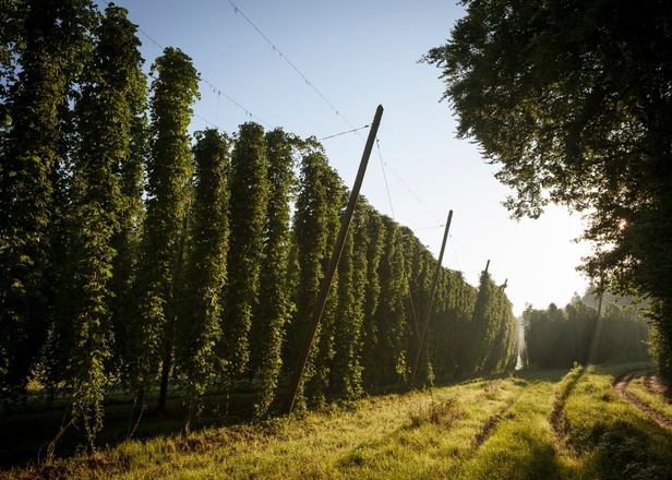 Ausschweifende Hopfengärten prägen das Landschaftsbild der Hallertau