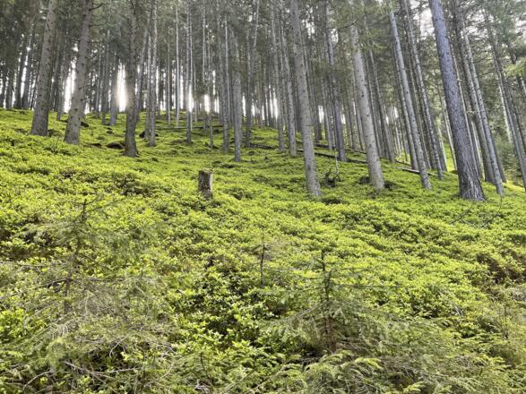 Der Weg führt großteils durch Wald
