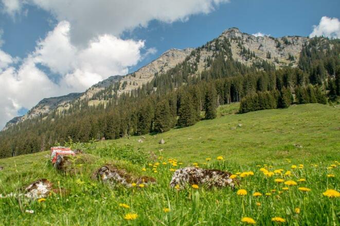 Almwiese mit Ziel in weiter Ferne