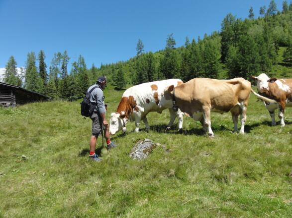 Im Sommer sind auf der Karalm auch Kühe anzutreffen