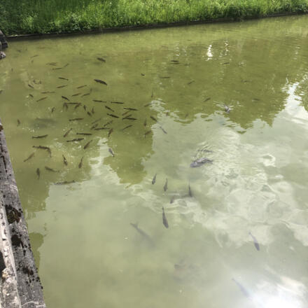 Fische im Nymphenburger Kanal
