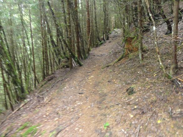 Durch den Wald auf dem Jagasteig