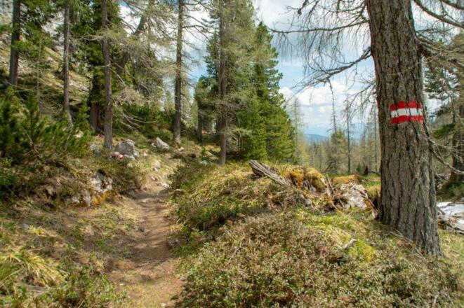 Märchenhafte Bergwälder beim Abstieg