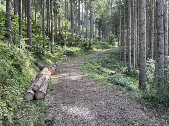 Auf der alten Rodelbahn durch Waldgebiet