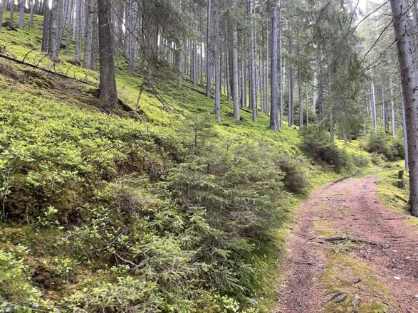 Karrenweg durch den Wald Richtung Kniebeiss