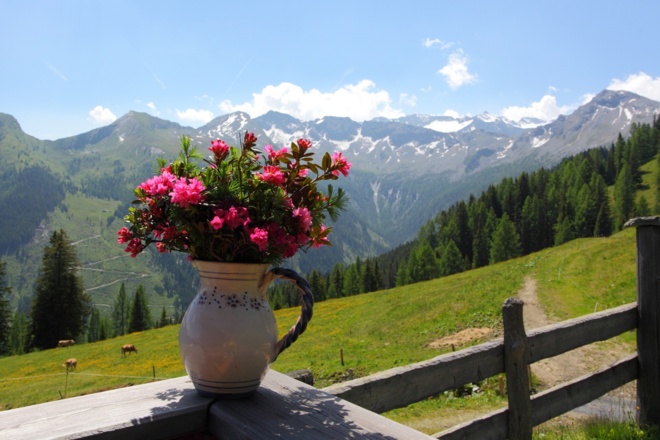 Almrosen auf der Vorderkaseralm