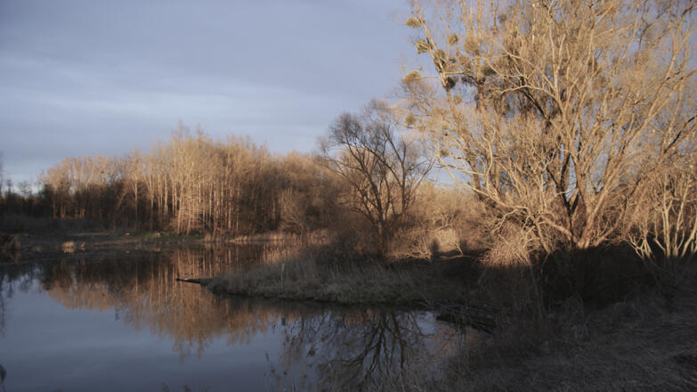 Traun-Donau-Auen_Abendd%c3%a4mmerung-in-der-Schwaigau-am-Mitterwasser_c-Strauch-Michael_web