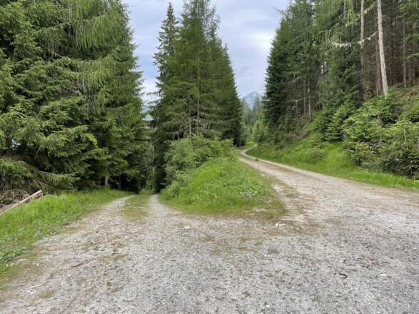 Abzweigung an der höchsten Stelle - unbedingt den linken Weg in den Wald nehmen