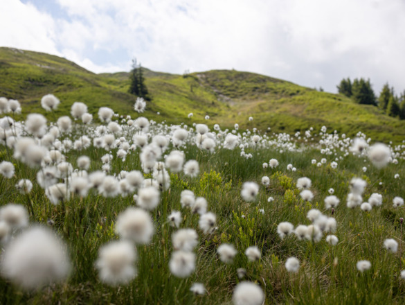 Wanderung zur Hacklbergalm in Hinterglemm - Wollgras säumt den Weg