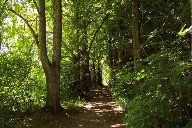 Wandern  im Lichtlberger Wald