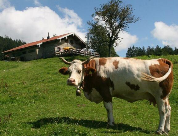Wagner Alm mit Kuh