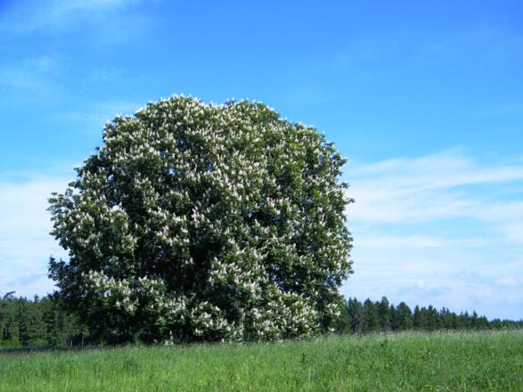 Bei Hanneck Garten