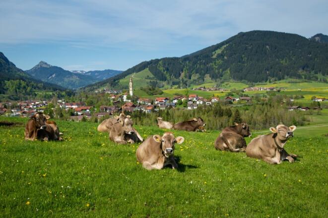 11643_kuehe_06_1512990448_g