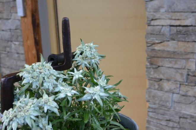 2015-08dorfchaletallgemein2