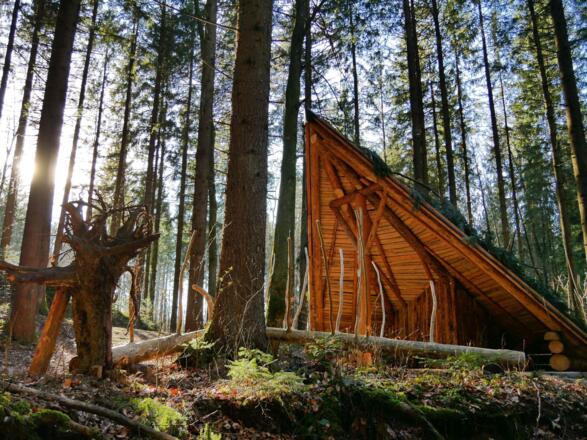 Haller Wald