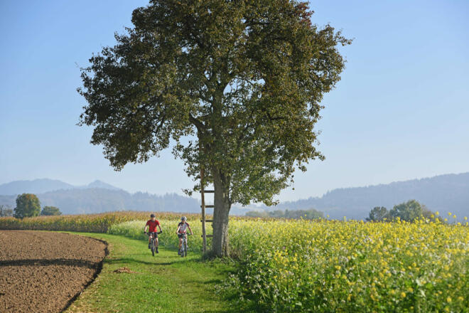 Kirchturmroas