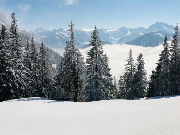 Blick vom Breitenberg ins Tannheimertal