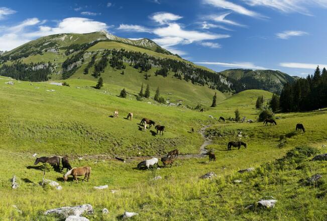 Ackernalm Wandern Einkehr Hütte Alm