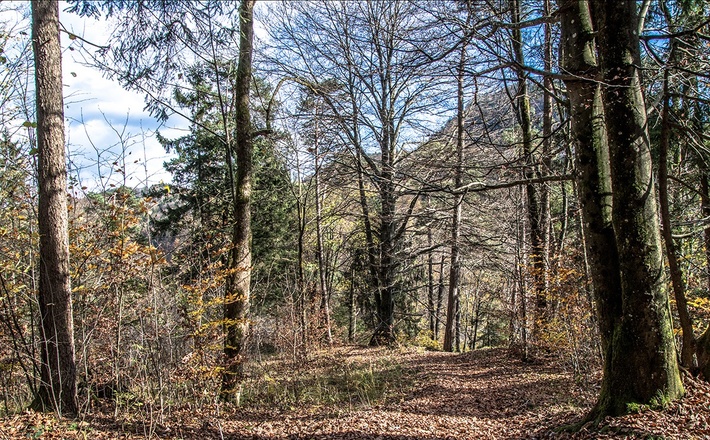 Hammerstielweg