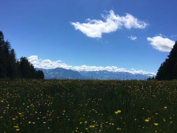 Frühling auf dem Hauchenberg und Blick in die Allgäuer Berge, Richtung Süden
