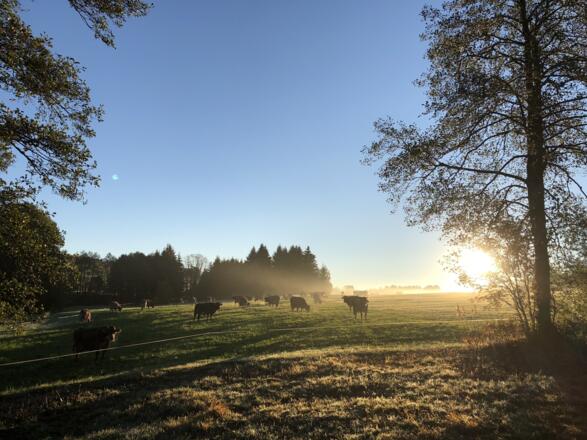 Morgenstimmung - da fällt es leicht aufzustehen... :-)