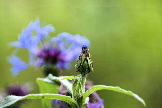 Blume mit Ameise