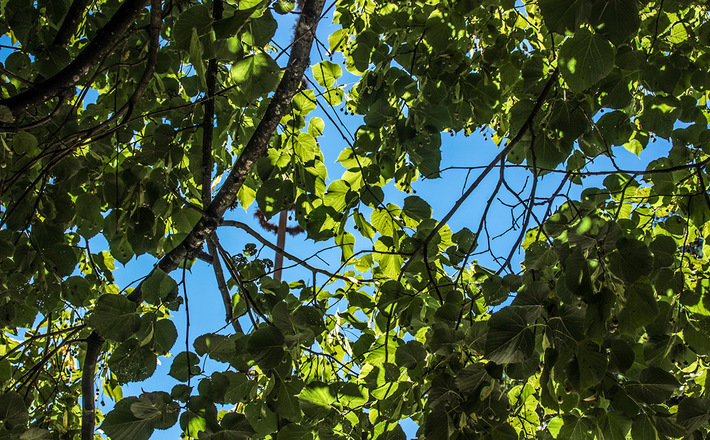 Bäume spenden Schatten im Biergarten vom Gasthaus Oberstein Scheffau
