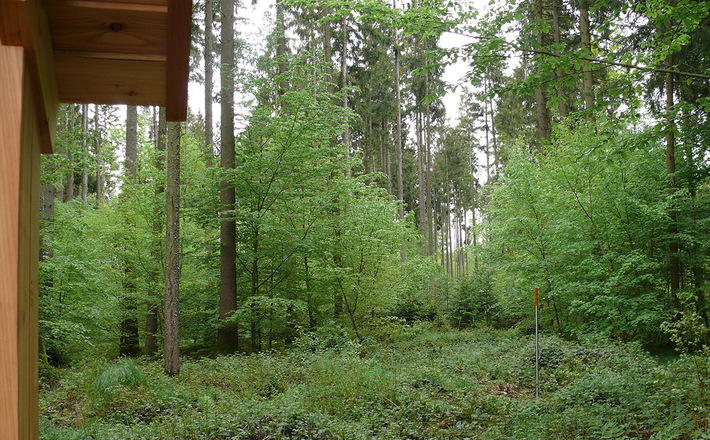 Themenpfad Osing "Unser Wald im Wandel"
