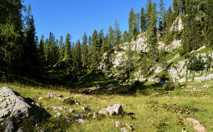 Lärchen, Fichten, Zirben und Latschen