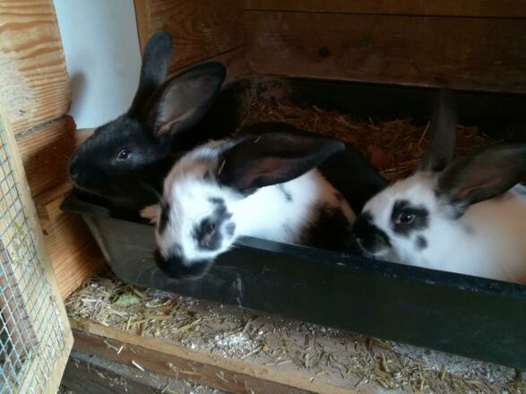 Hasen-Babys