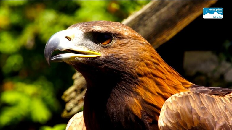 Adlergehege am Obersalzberg im Berchtesgadener Land - Familen Ausflug in Bayern
