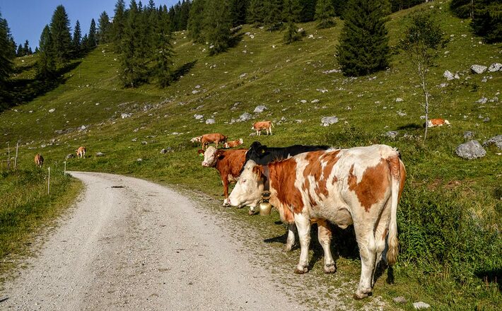 Kühe auf der Gotzentalalm